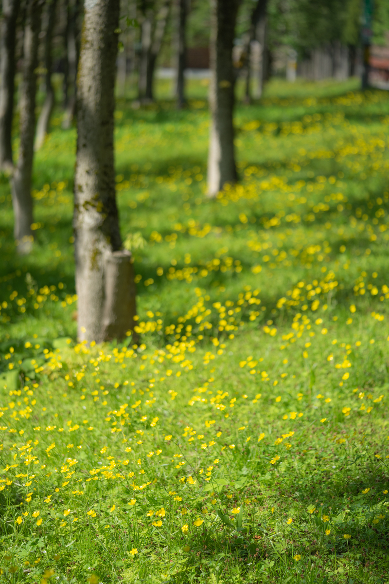 f:id:Paradisia:20190504194540j:plain f:id:Paradisia:20190504194540j:plain