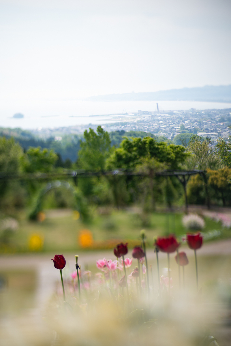 f:id:Paradisia:20190511195617j:plain