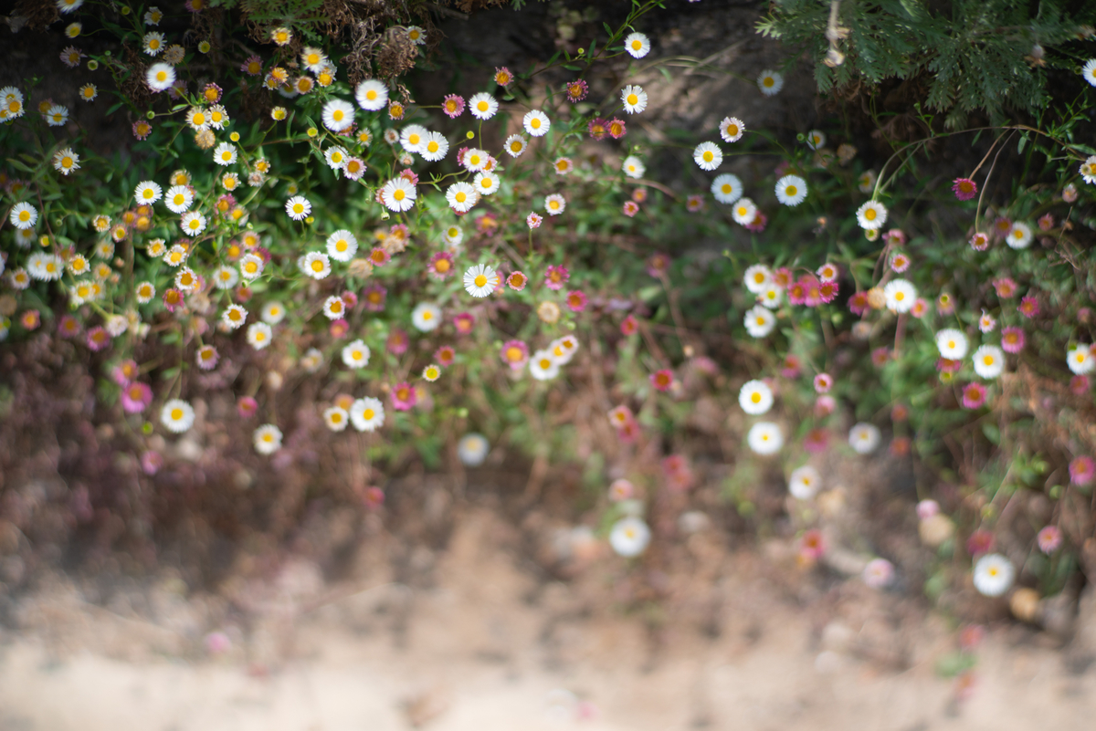 f:id:Paradisia:20190511195859j:plain