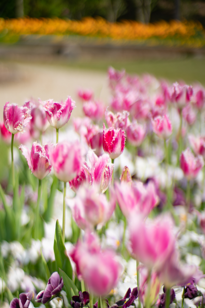 f:id:Paradisia:20190511200630j:plain