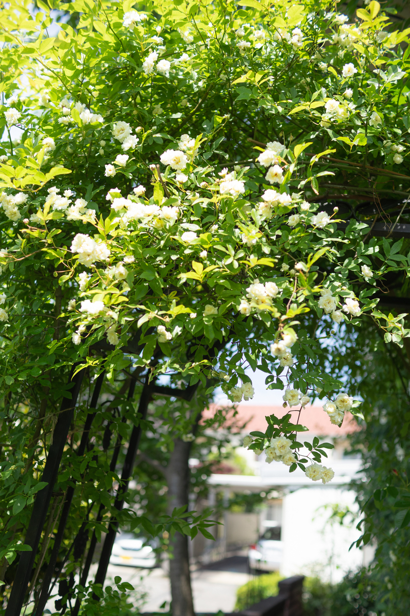 f:id:Paradisia:20190513085127j:plain f:id:Paradisia:20190513085127j:plain