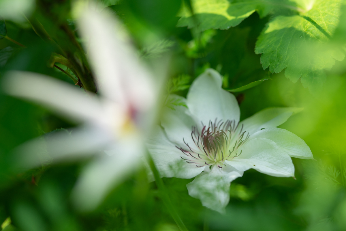 f:id:Paradisia:20190513085744j:plain