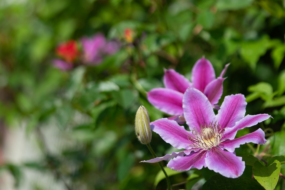 f:id:Paradisia:20190513155215j:plain