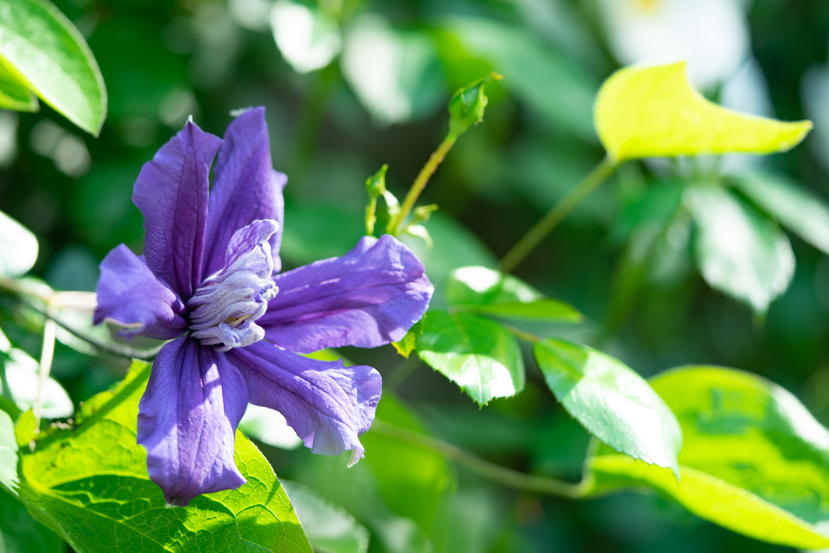 f:id:Paradisia:20190513155236j:plain