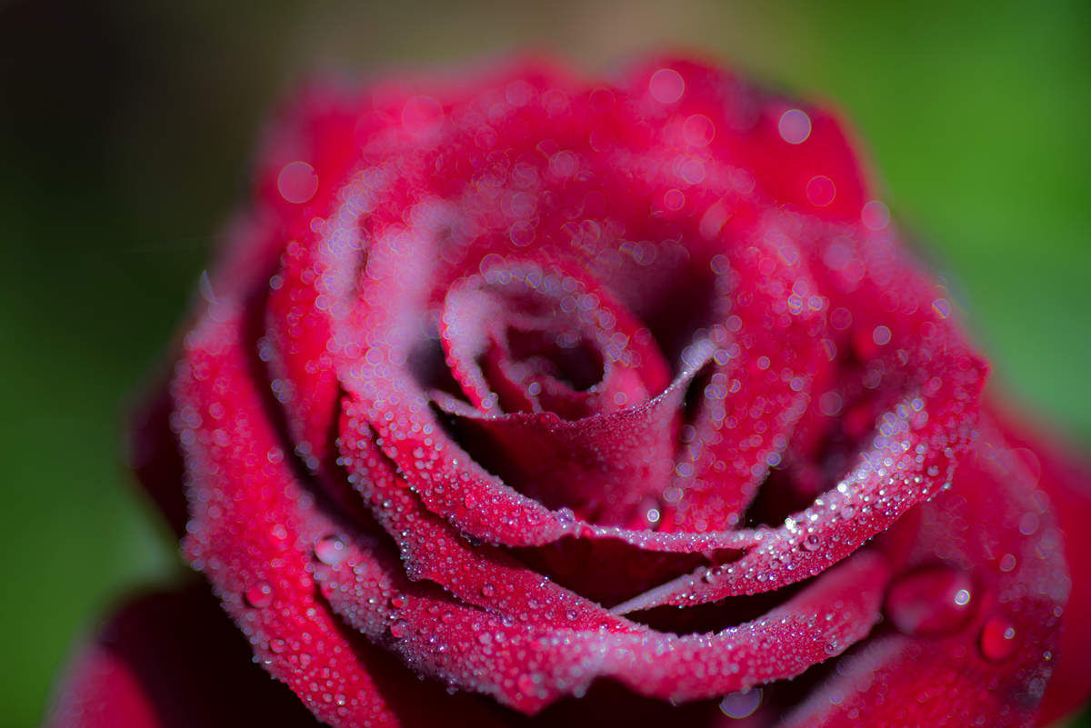 f:id:Paradisia:20190516104910j:plain f:id:Paradisia:20190516104910j:plain