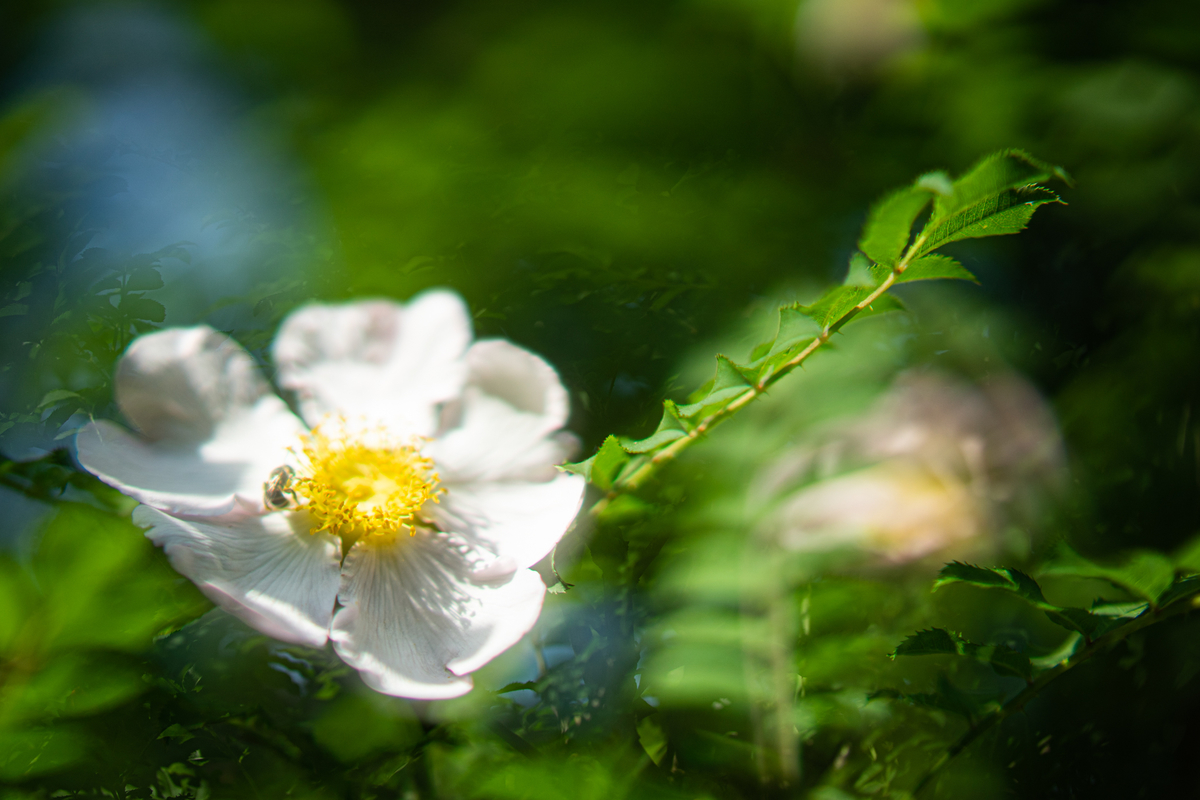 f:id:Paradisia:20190517162856j:plain f:id:Paradisia:20190517162856j:plain