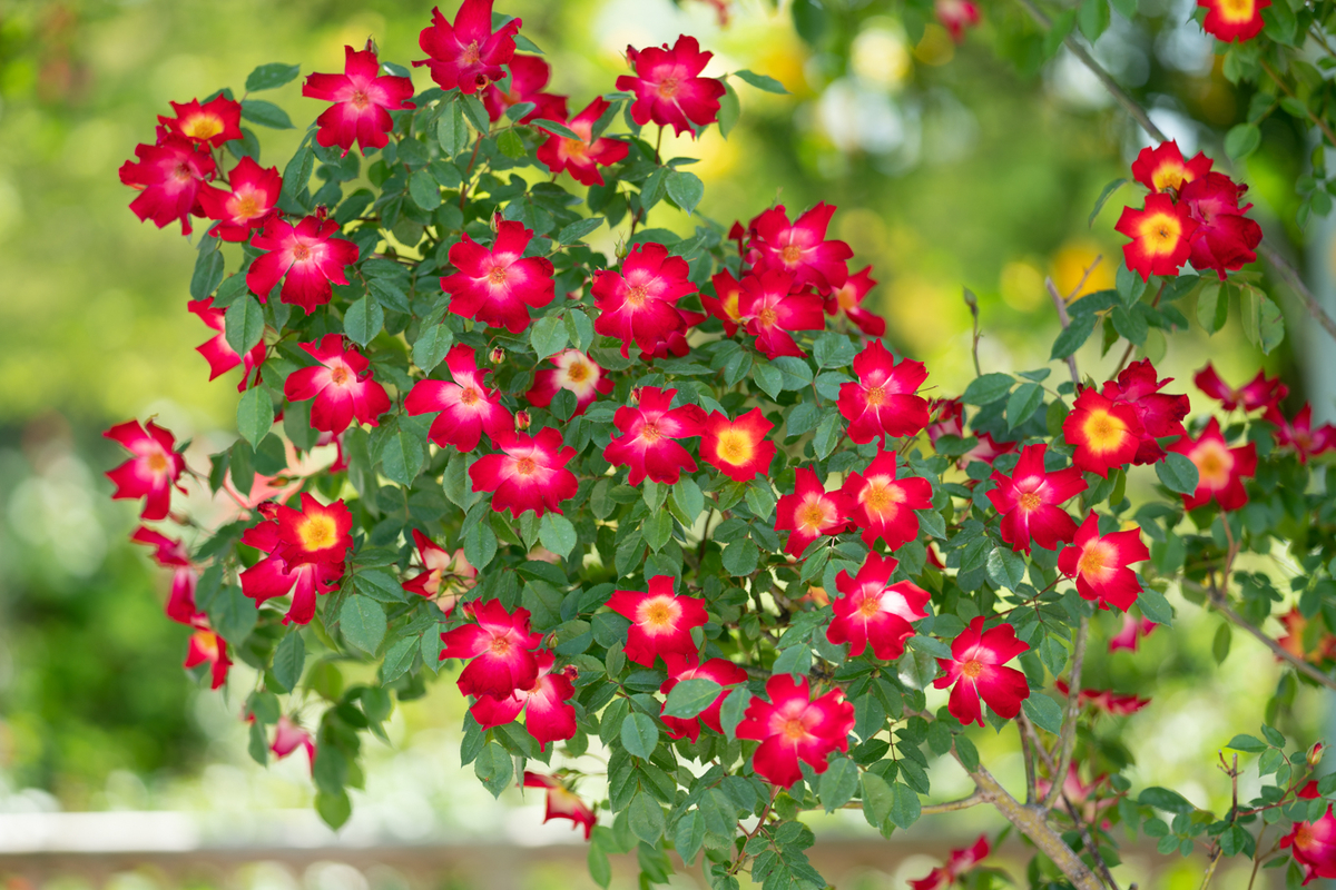 f:id:Paradisia:20190520074634j:plain f:id:Paradisia:20190520074634j:plain