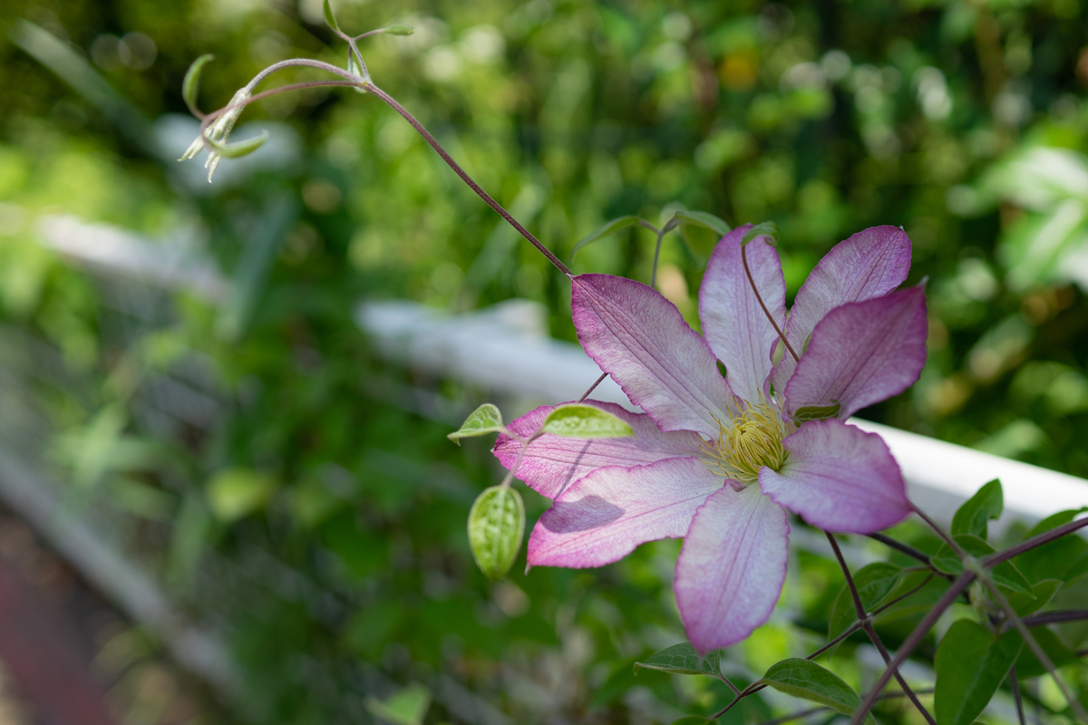 f:id:Paradisia:20190520120320j:plain