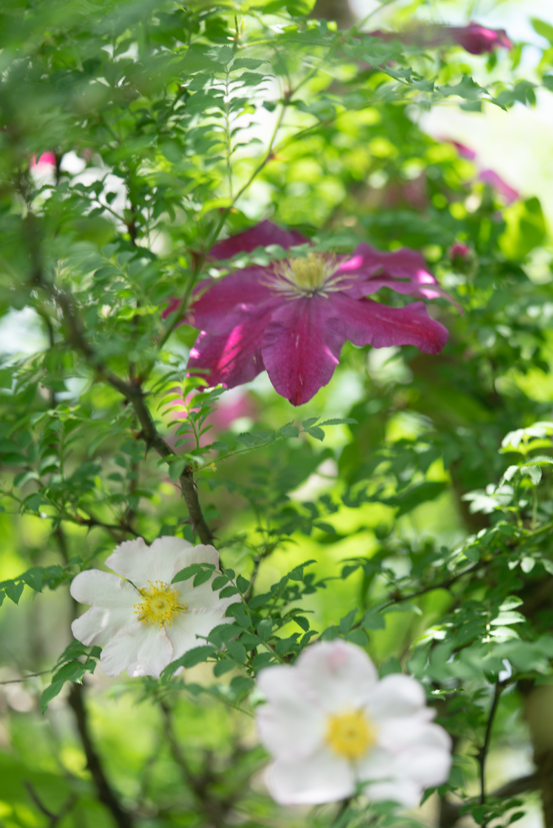 f:id:Paradisia:20190520123141j:plain