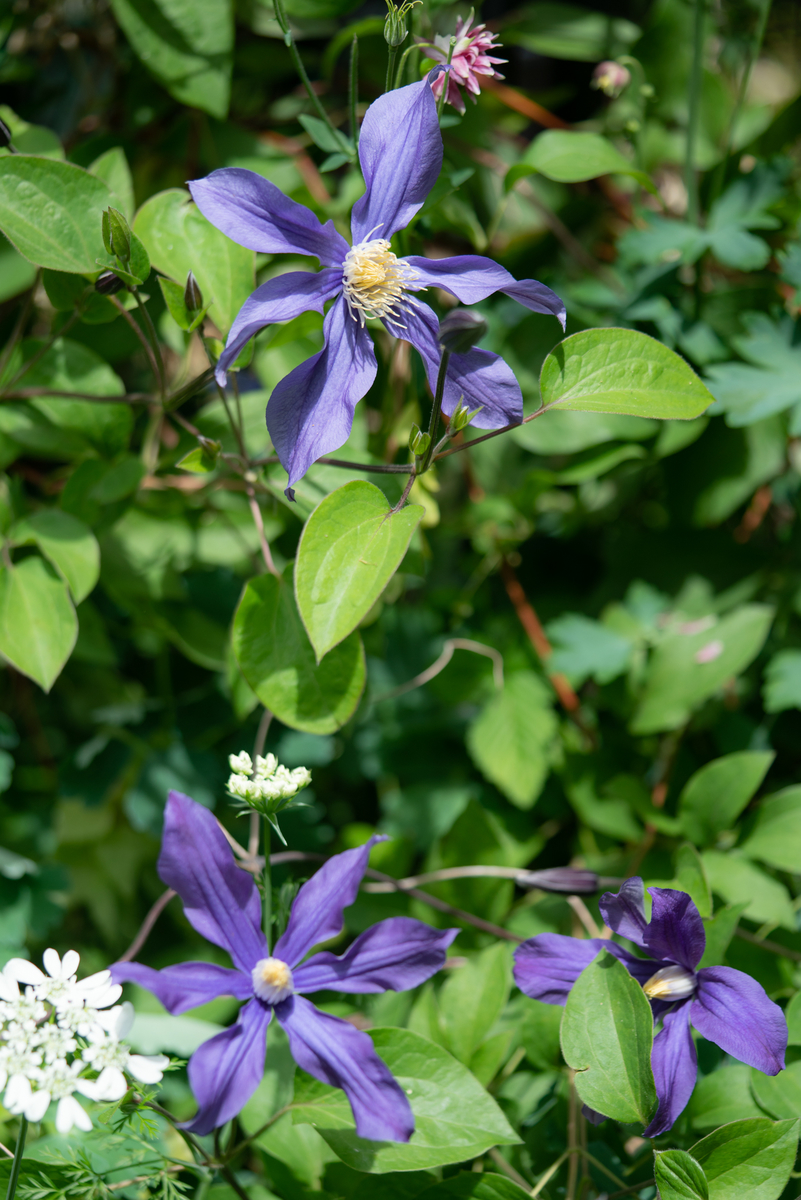 f:id:Paradisia:20190520124716j:plain