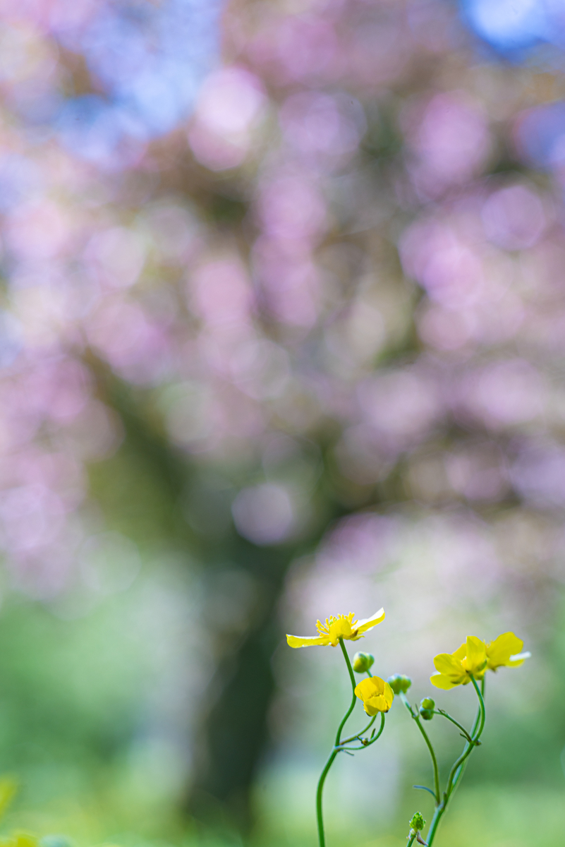 クリアな描写が美しい：CONTAX Planar T*85mm F1.4 AEG - レンズを絵筆