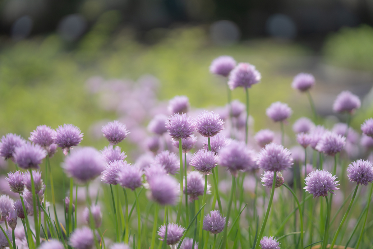 かわいいネギ坊主：チャイブ 光と風と薔薇と