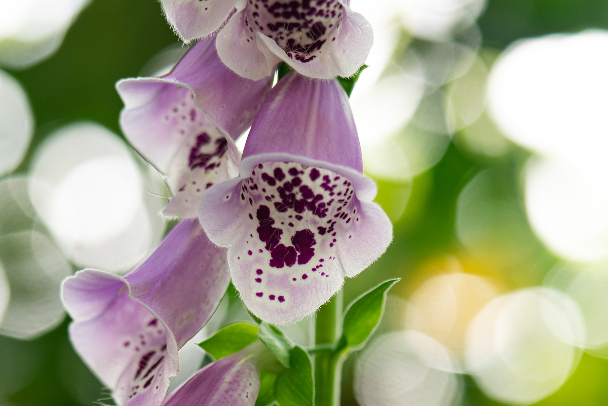 ジキタリスではなくてジギタリス 語源はデジタルと同じ 光と風と薔薇と