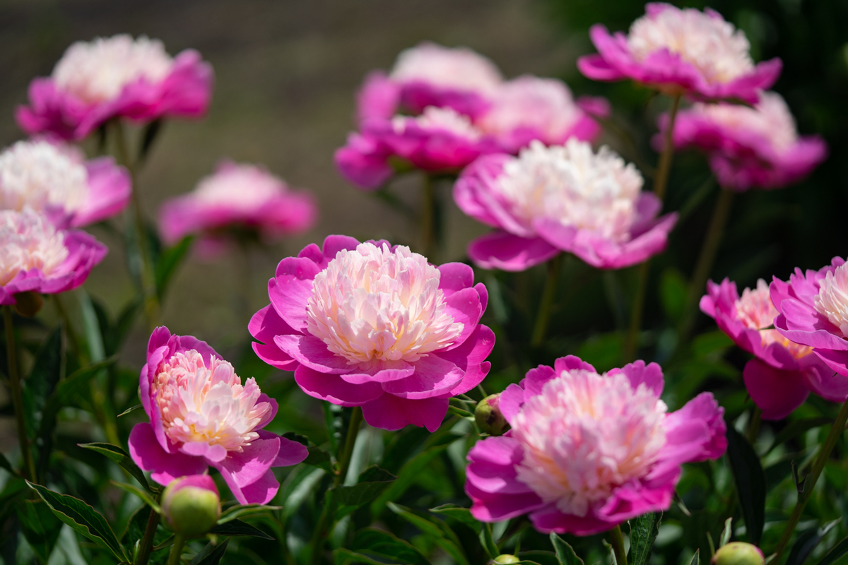 f:id:Paradisia:20190522130814j:plain