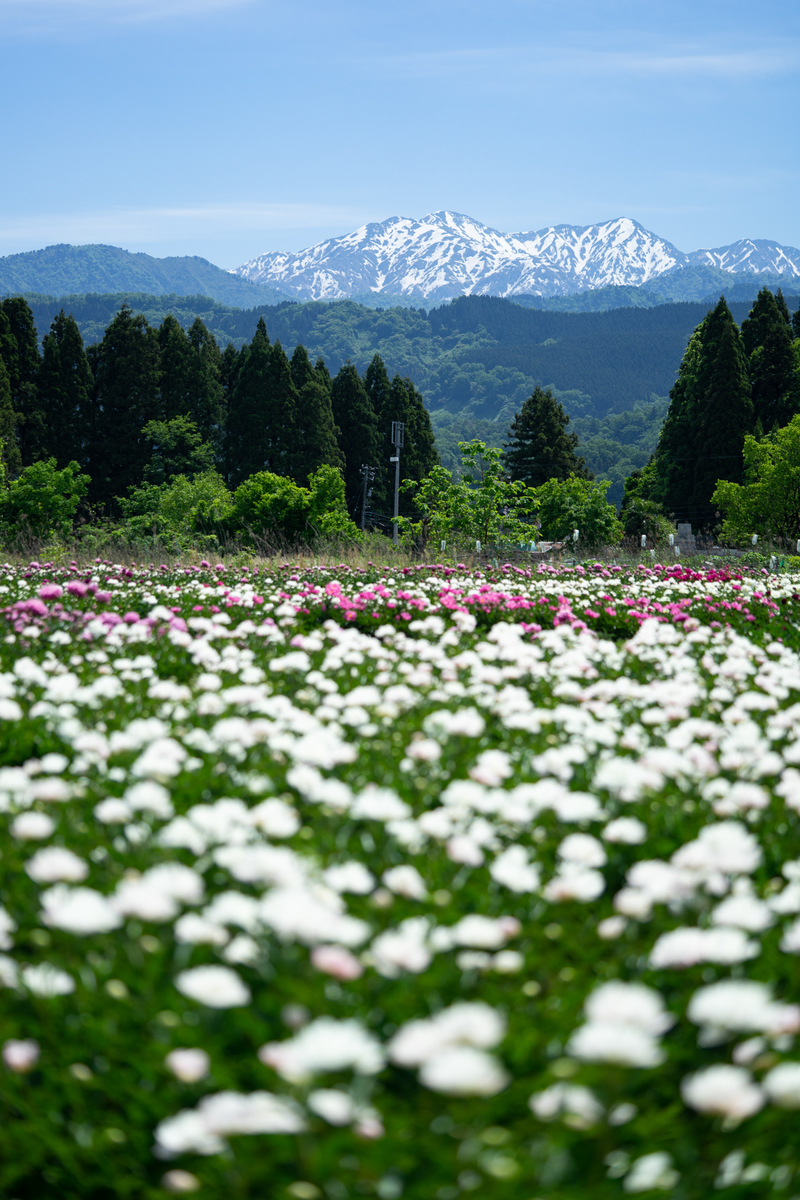f:id:Paradisia:20190522132115j:plain