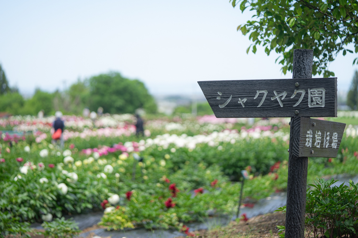 f:id:Paradisia:20190522132244j:plain