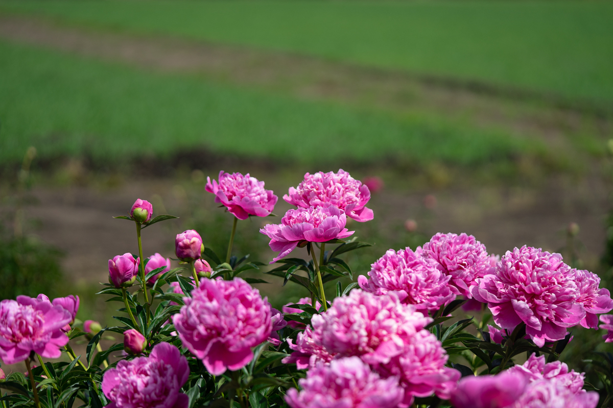f:id:Paradisia:20190522132904j:plain