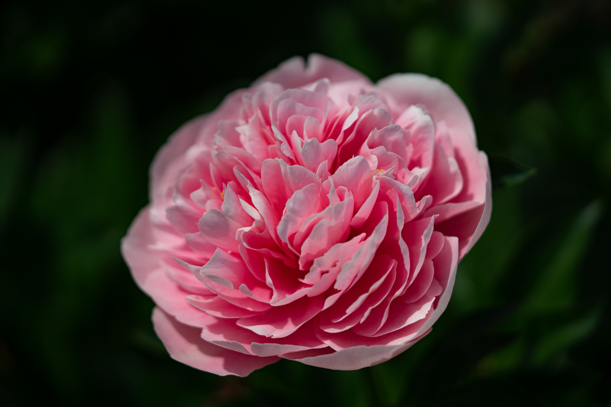 シャクヤクの花の咲き方 - 光と風と薔薇と