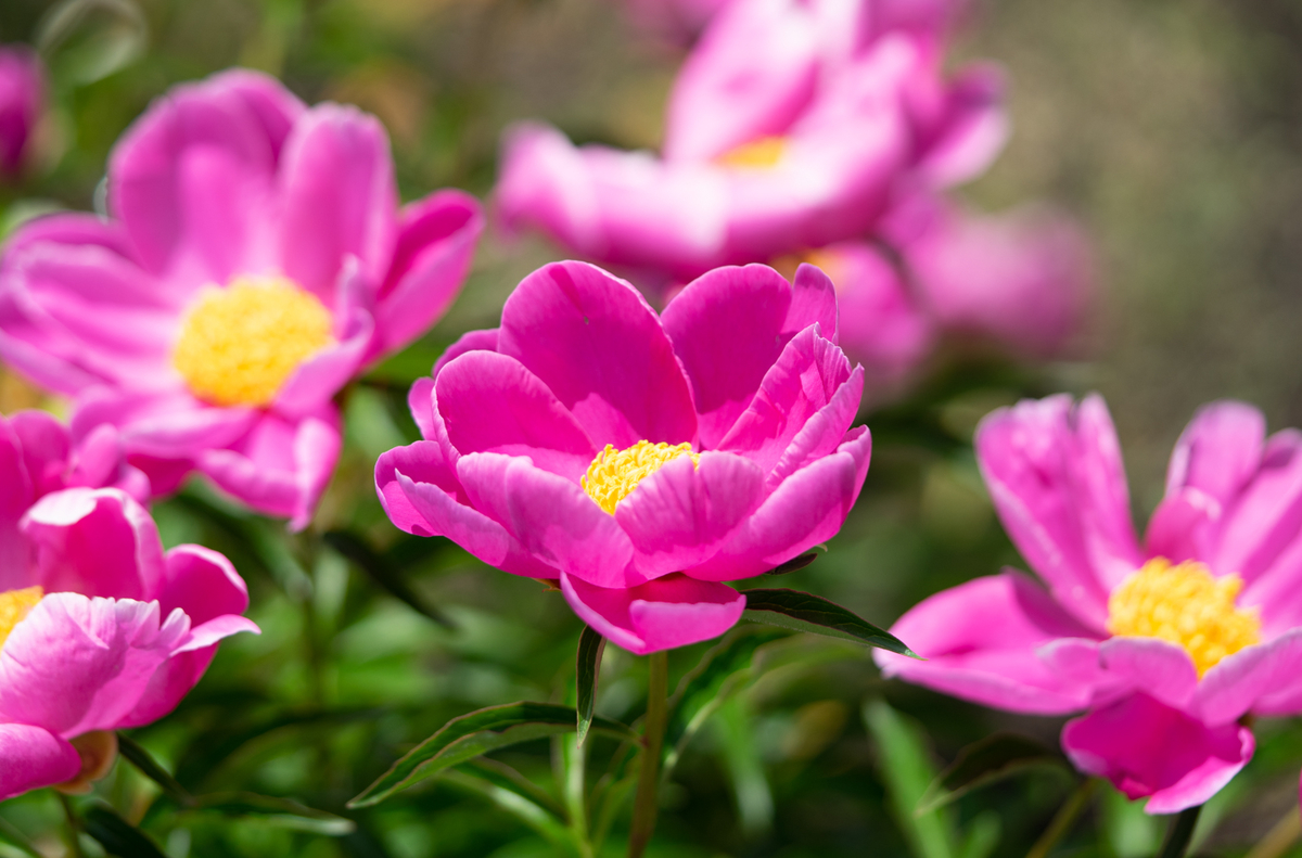 f:id:Paradisia:20190522133856j:plain