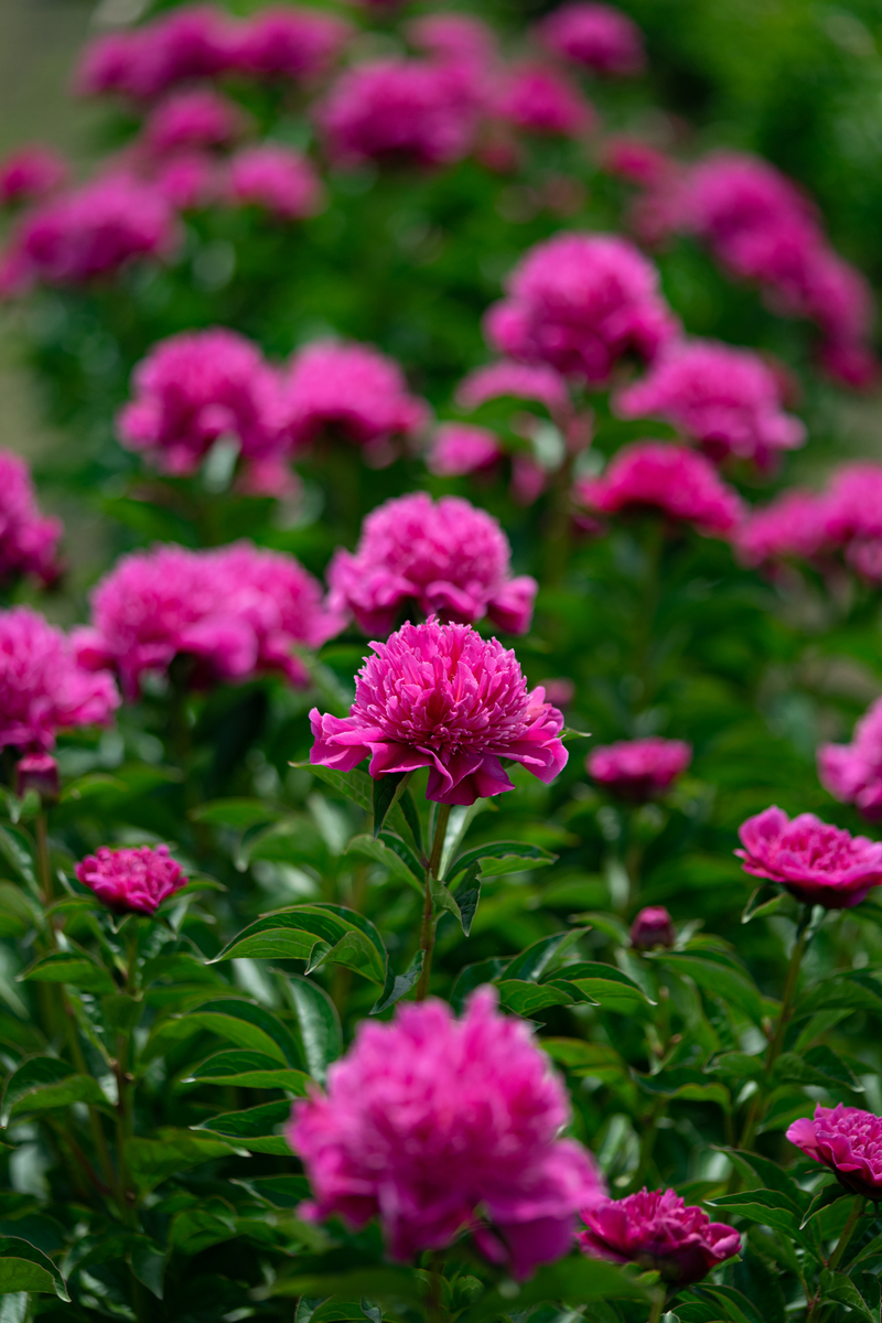 f:id:Paradisia:20190522134308j:plain