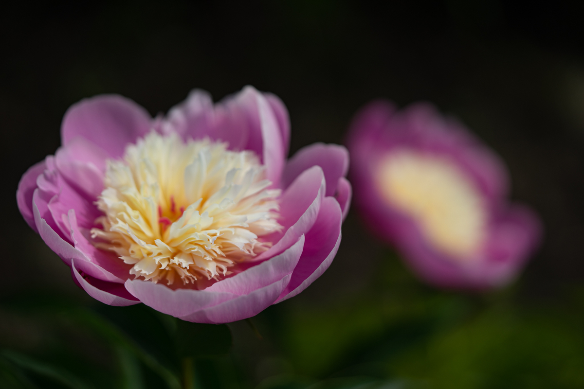 f:id:Paradisia:20190522134348j:plain