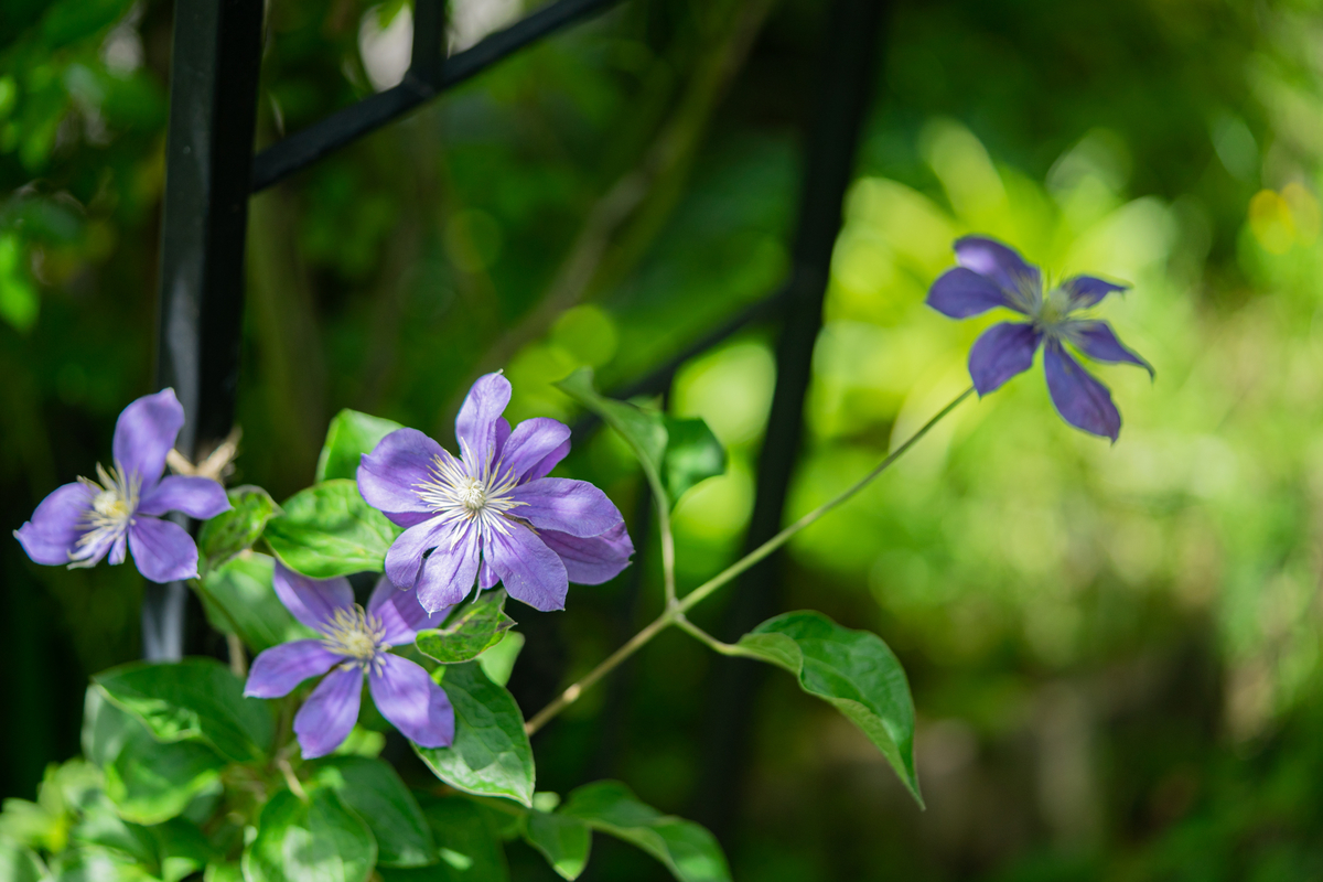 f:id:Paradisia:20190523141222j:plain
