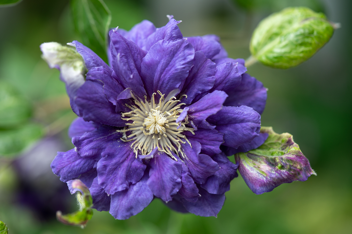 挿し木1年生も咲いた：庭のクレマチス（2） - 光と風と薔薇と