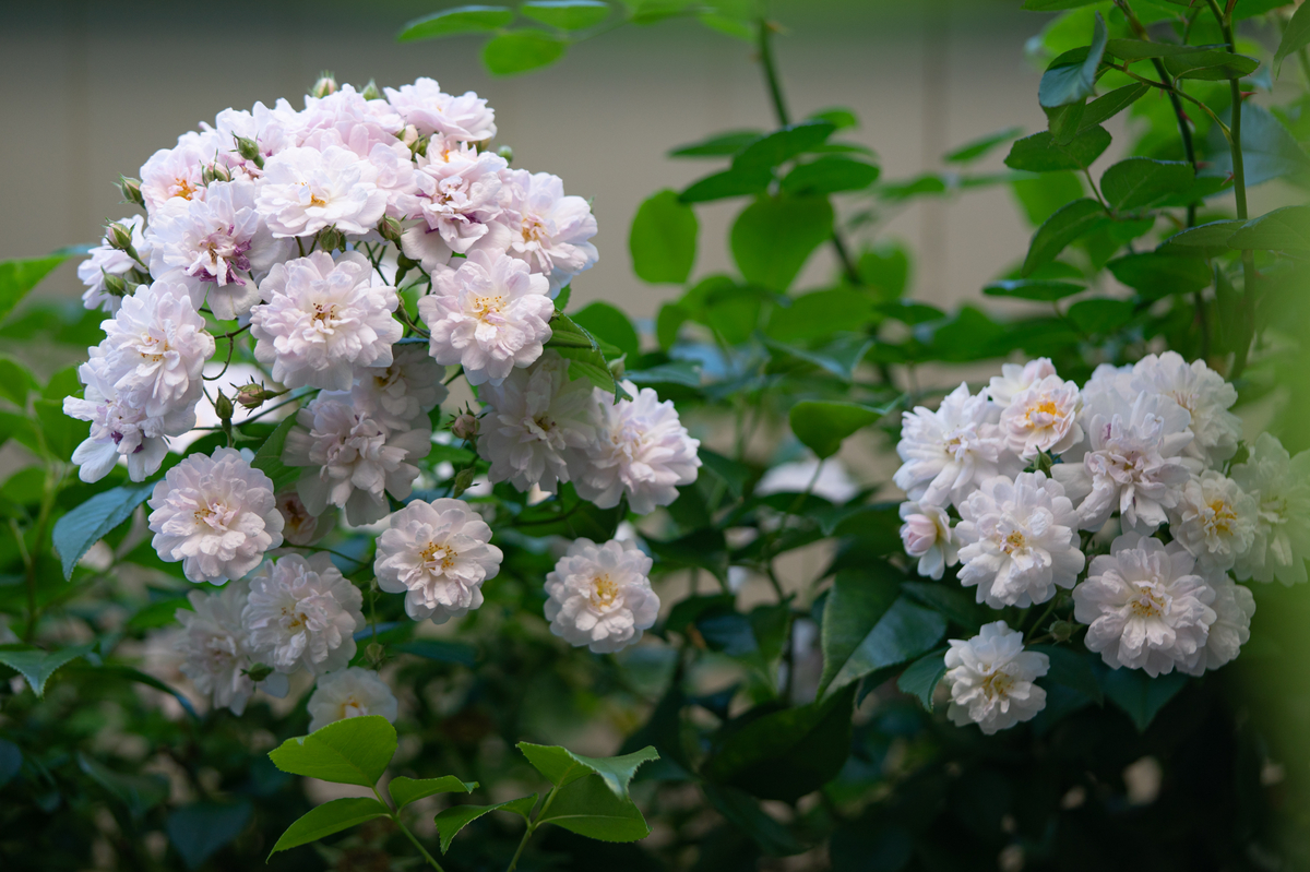 f:id:Paradisia:20190523144357j:plain
