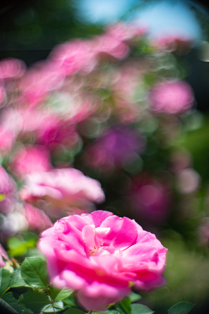 f:id:Paradisia:20190525212326j:plain f:id:Paradisia:20190525212326j:plain