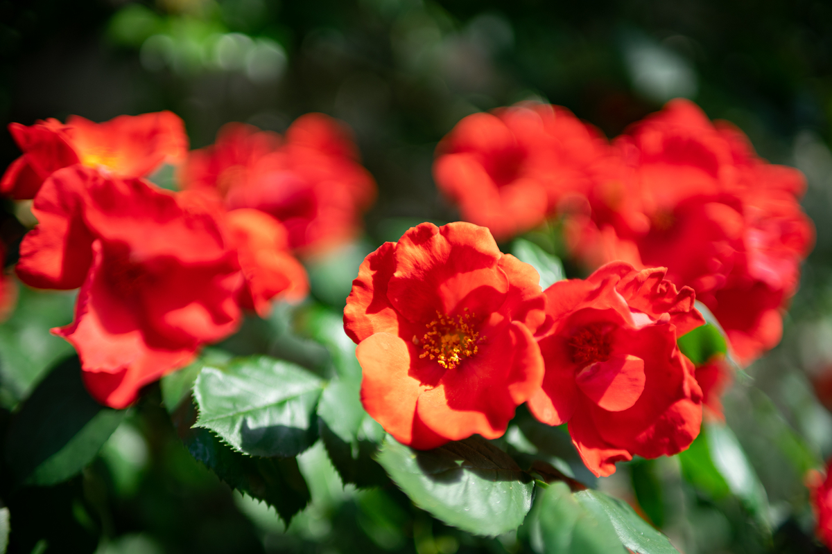 f:id:Paradisia:20190526155120j:plain