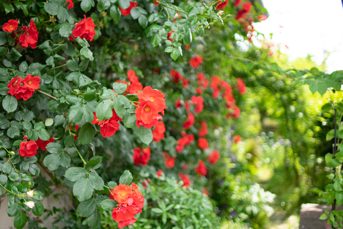 f:id:Paradisia:20190526155414j:plain