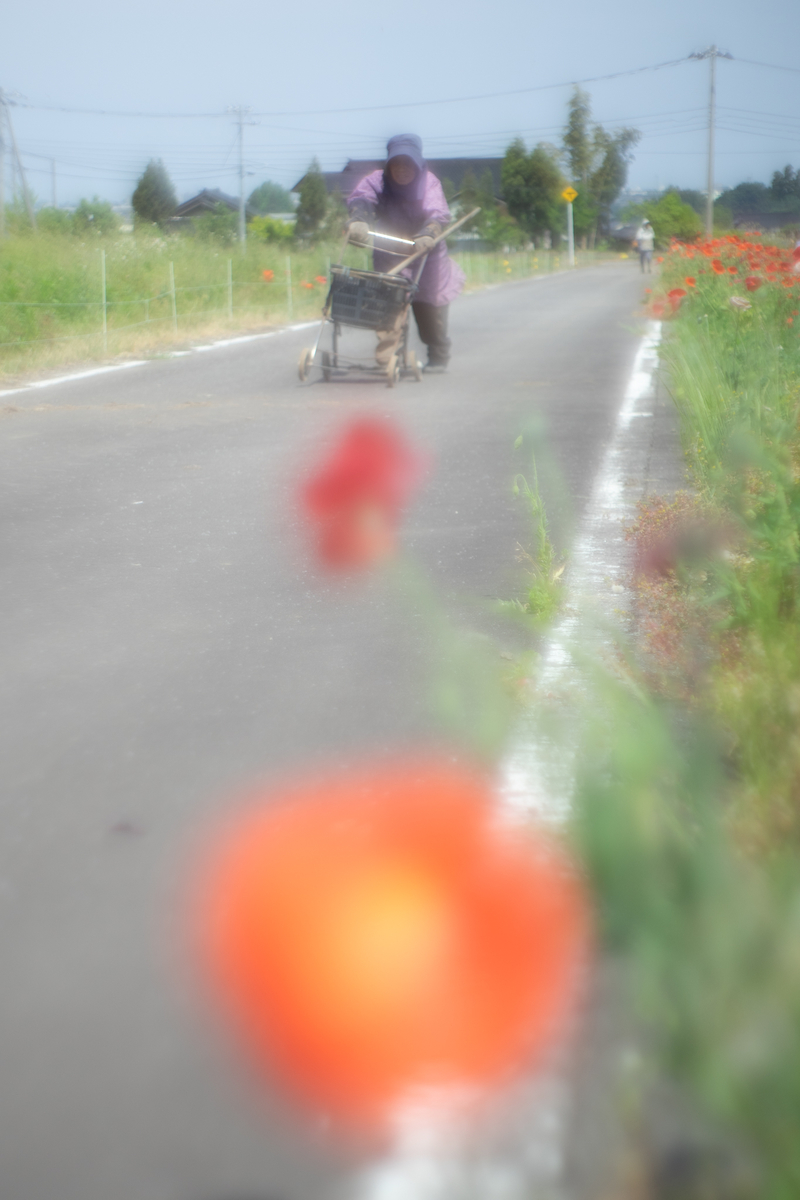 f:id:Paradisia:20190527190338j:plain f:id:Paradisia:20190527190338j:plain