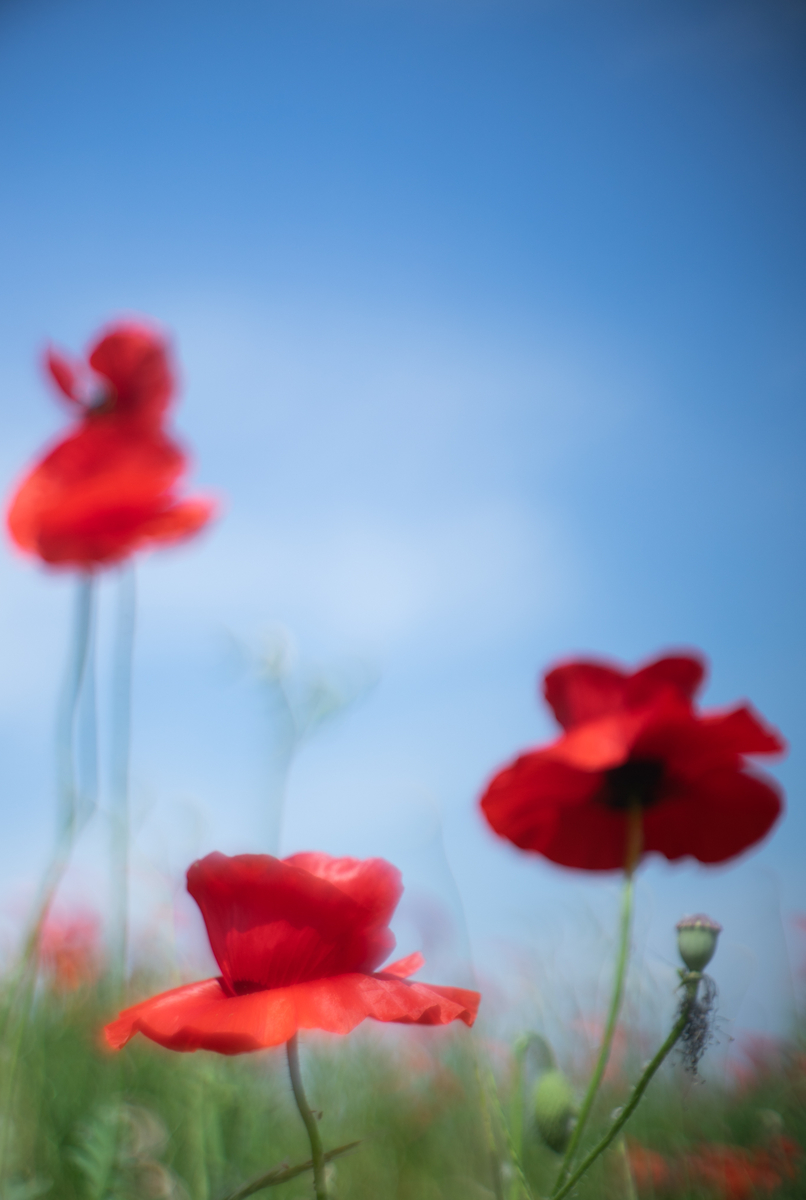 f:id:Paradisia:20190527190351j:plain f:id:Paradisia:20190527190351j:plain