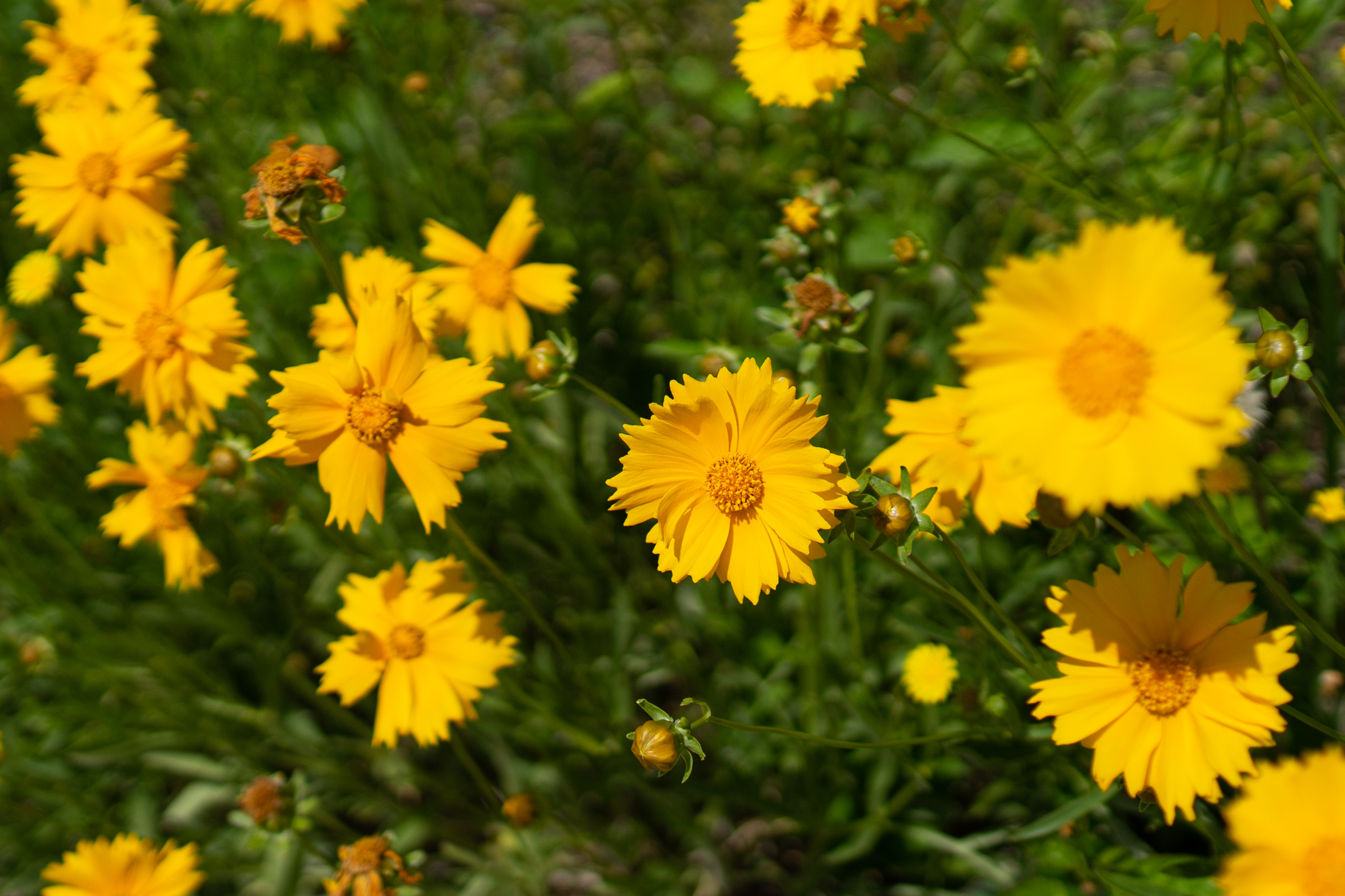 f:id:Paradisia:20190602171441j:plain f:id:Paradisia:20190602171441j:plain