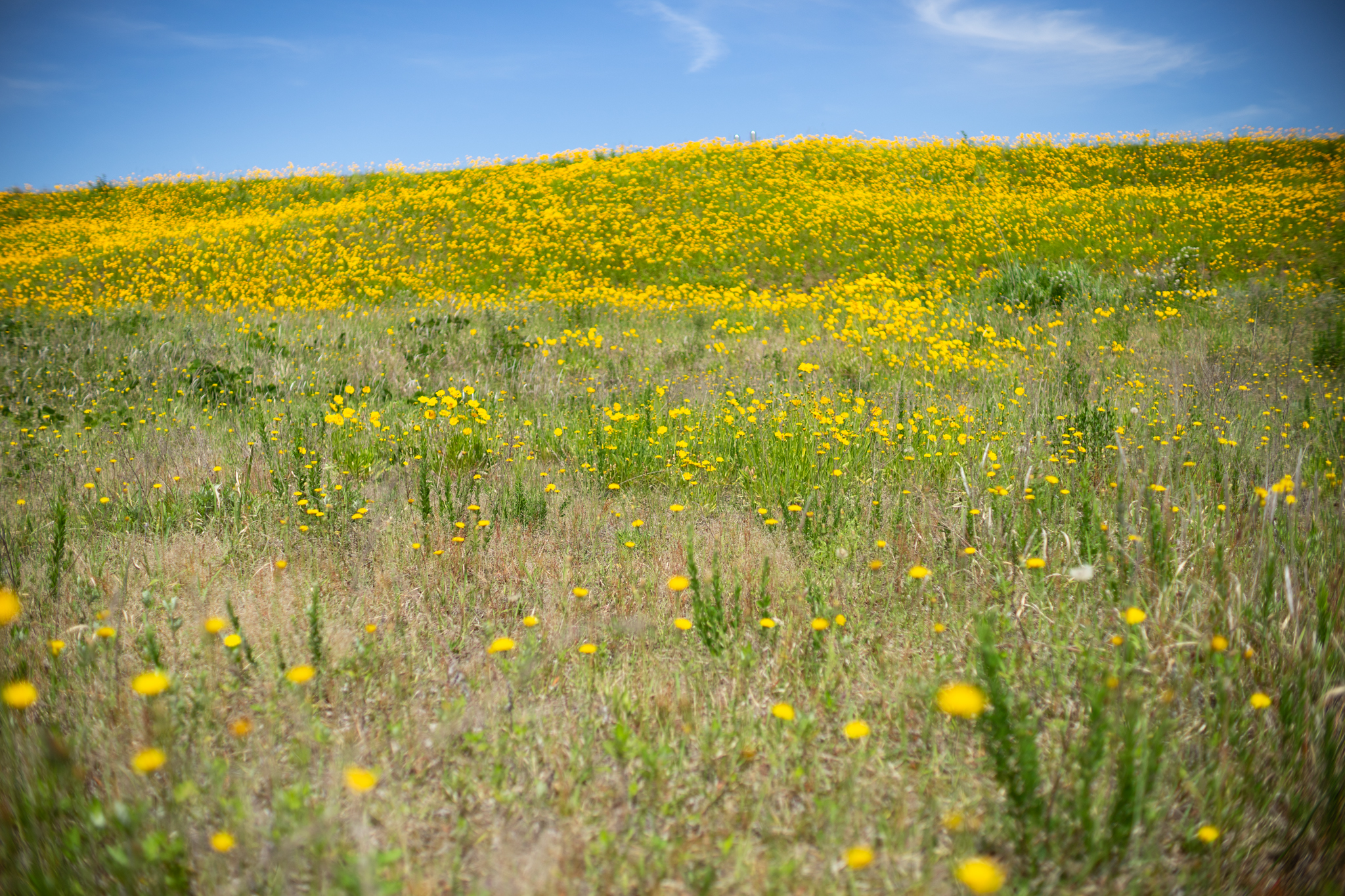 f:id:Paradisia:20190602171503j:plain f:id:Paradisia:20190602171503j:plain