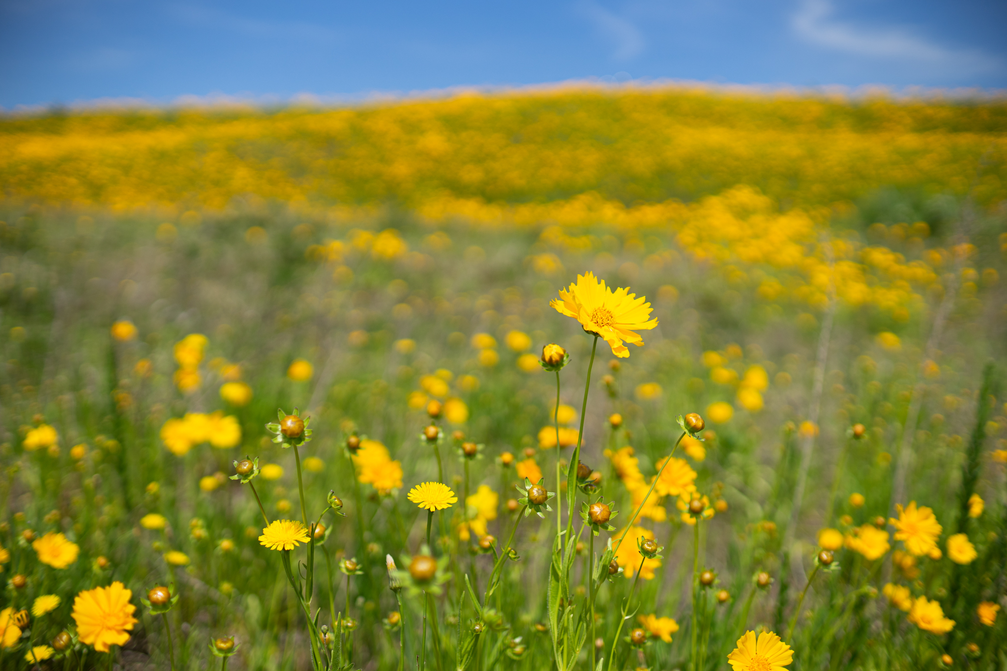 f:id:Paradisia:20190602171620j:plain f:id:Paradisia:20190602171620j:plain