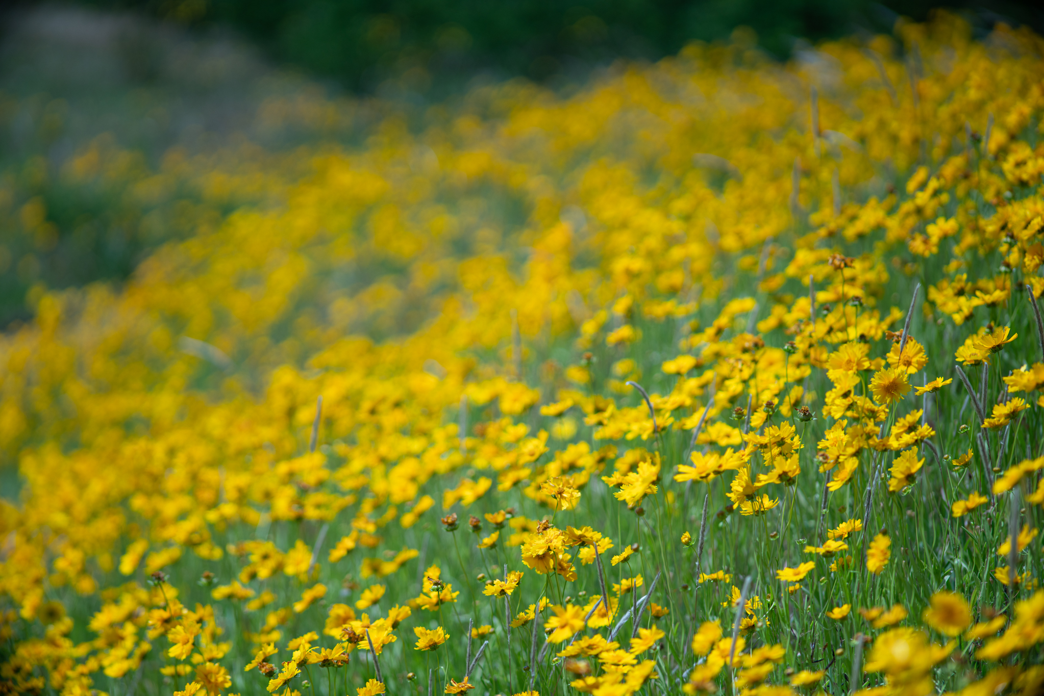 f:id:Paradisia:20190602174718j:plain f:id:Paradisia:20190602174718j:plain