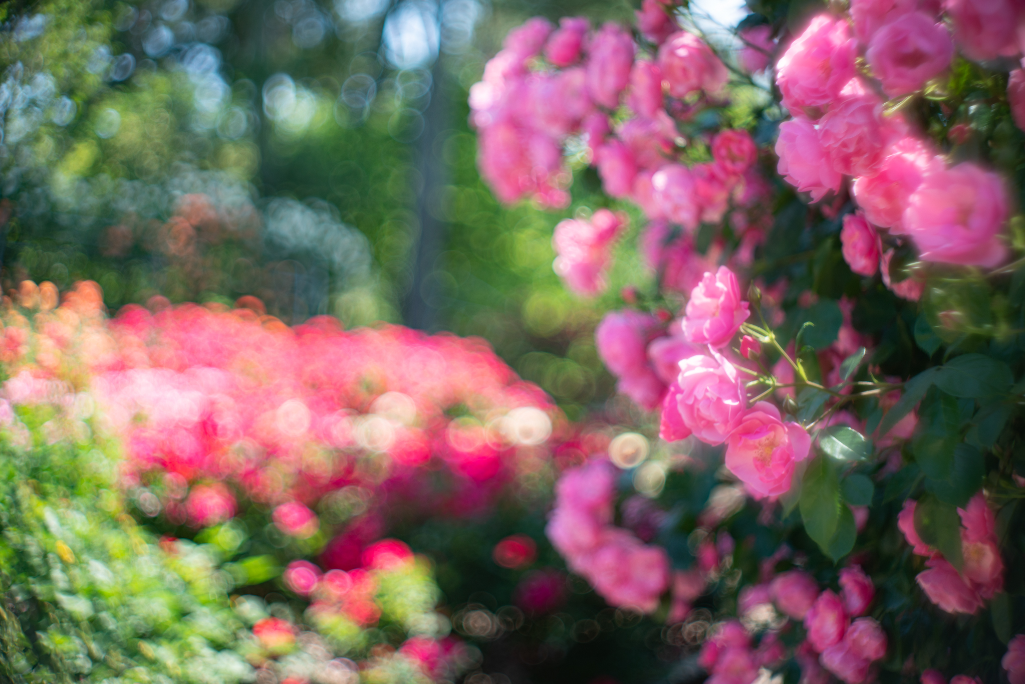 f:id:Paradisia:20190603155230j:plain