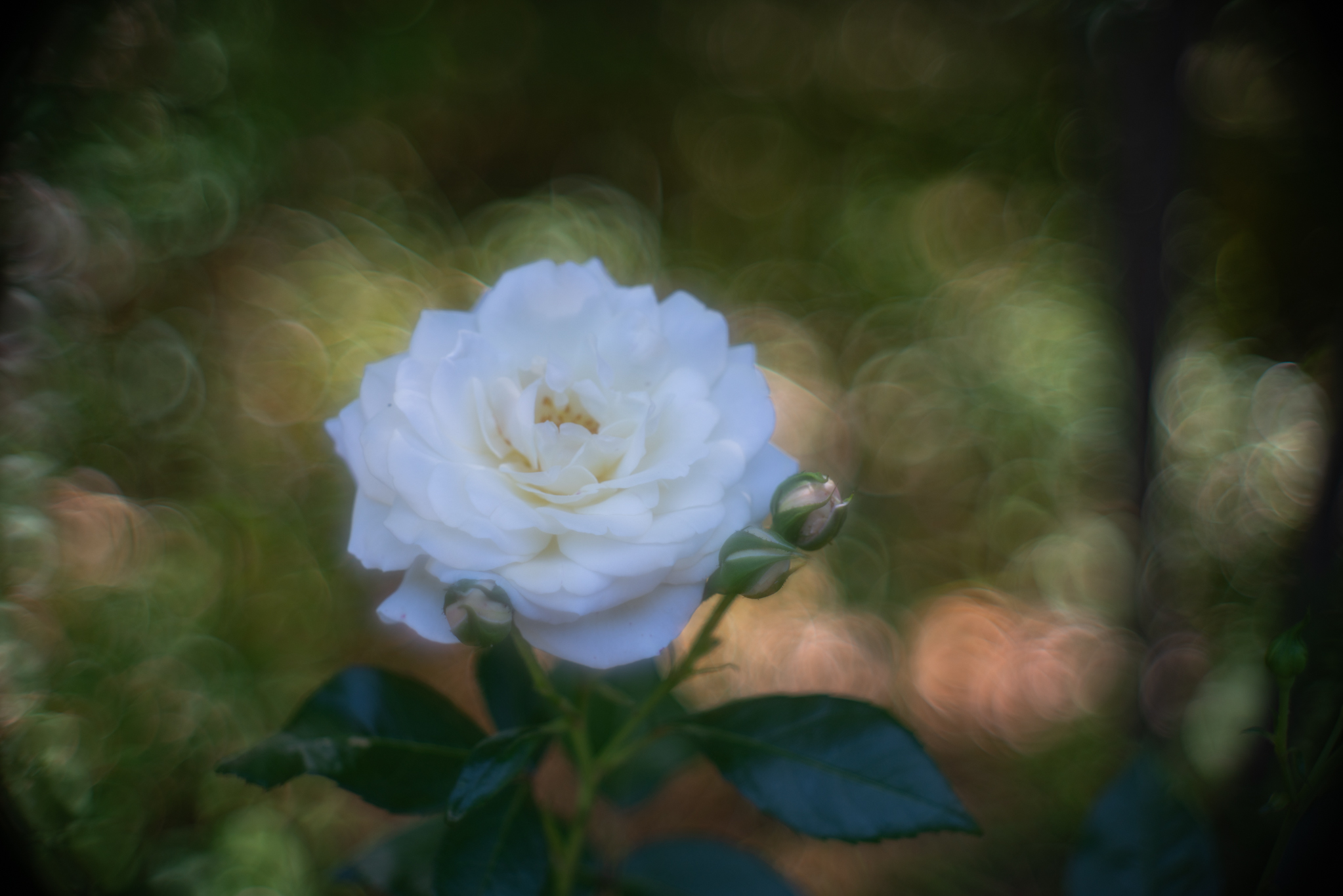 f:id:Paradisia:20190603155255j:plain f:id:Paradisia:20190603155255j:plain