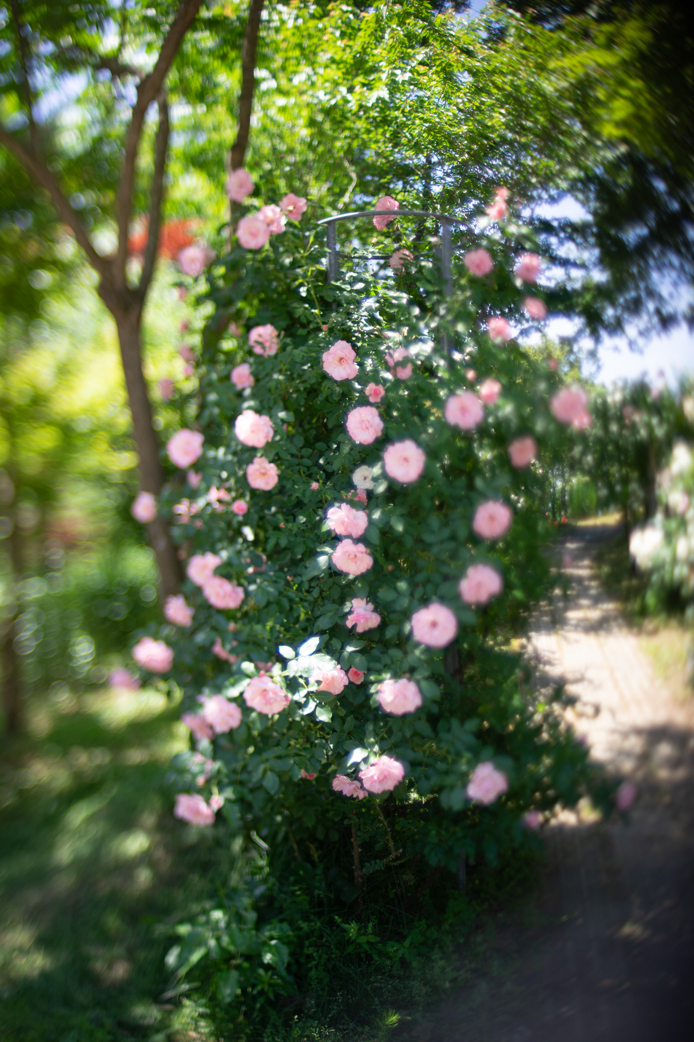 f:id:Paradisia:20190603155342j:plain