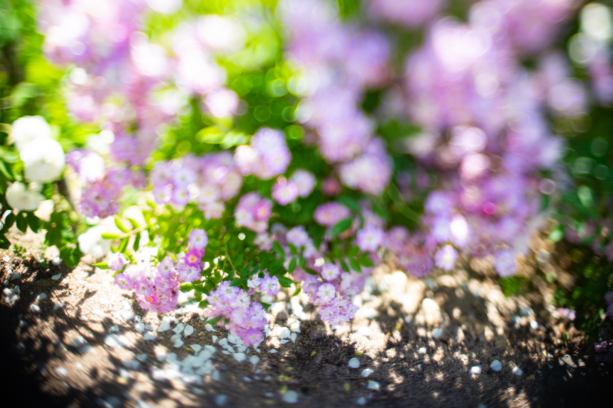 f:id:Paradisia:20190603155357j:plain