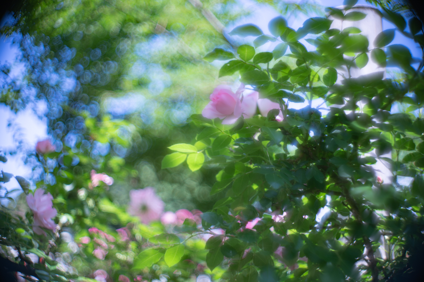f:id:Paradisia:20190603155411j:plain