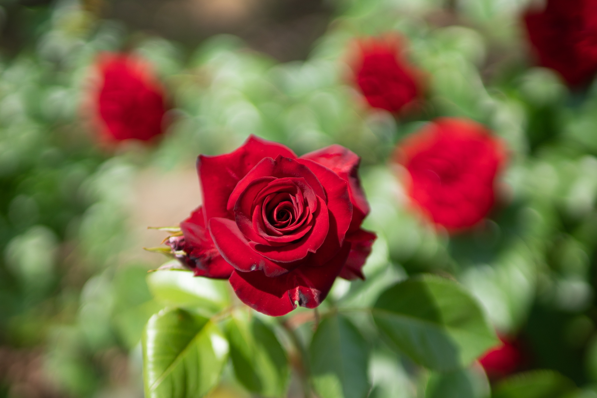 深みのある赤いバラ:あいやまガーデン - 光と風と薔薇と 深みのある赤いバラ:あいやまガーデン - 光と風と薔薇と