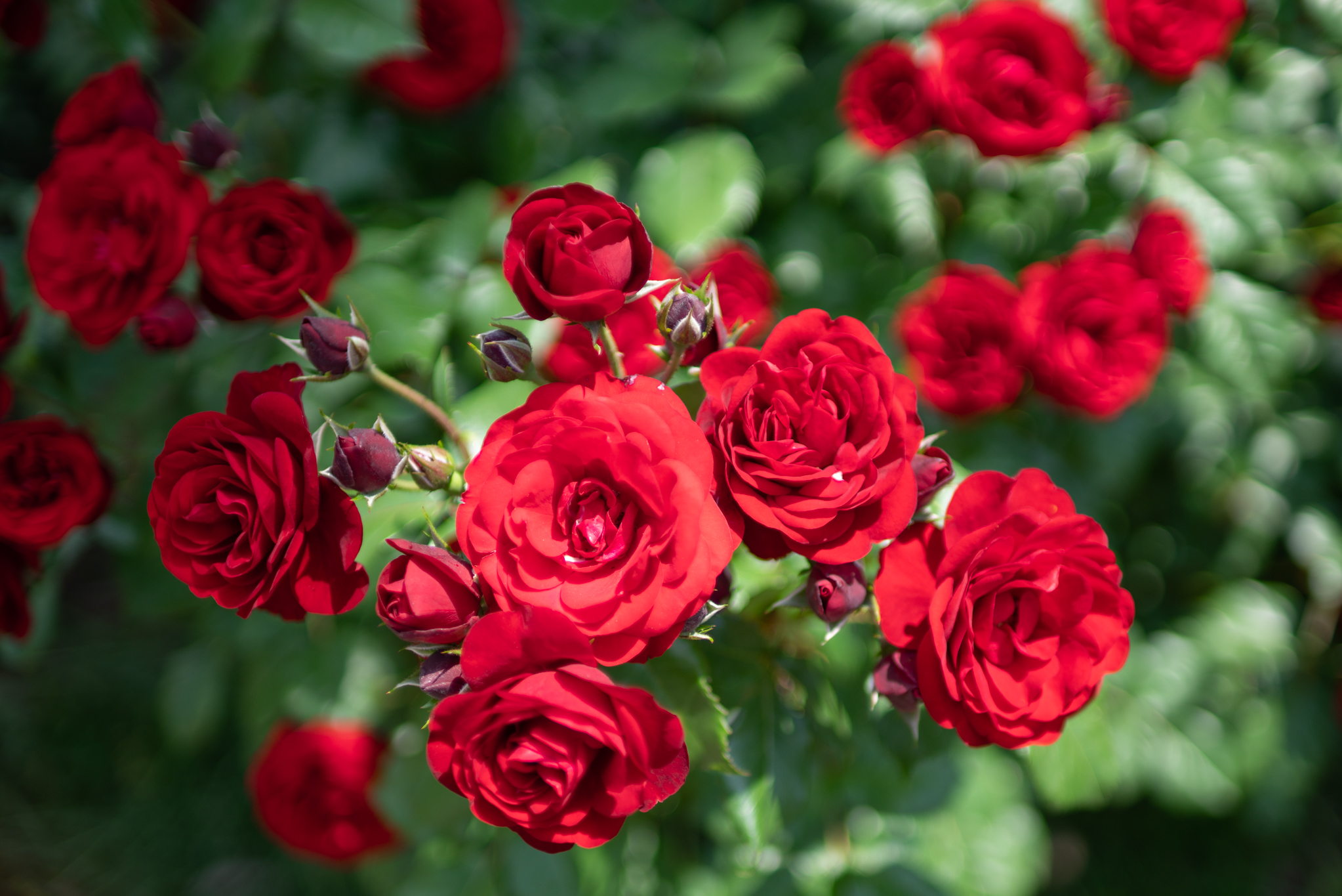 深みのある赤いバラ：あいやまガーデン - 光と風と薔薇と