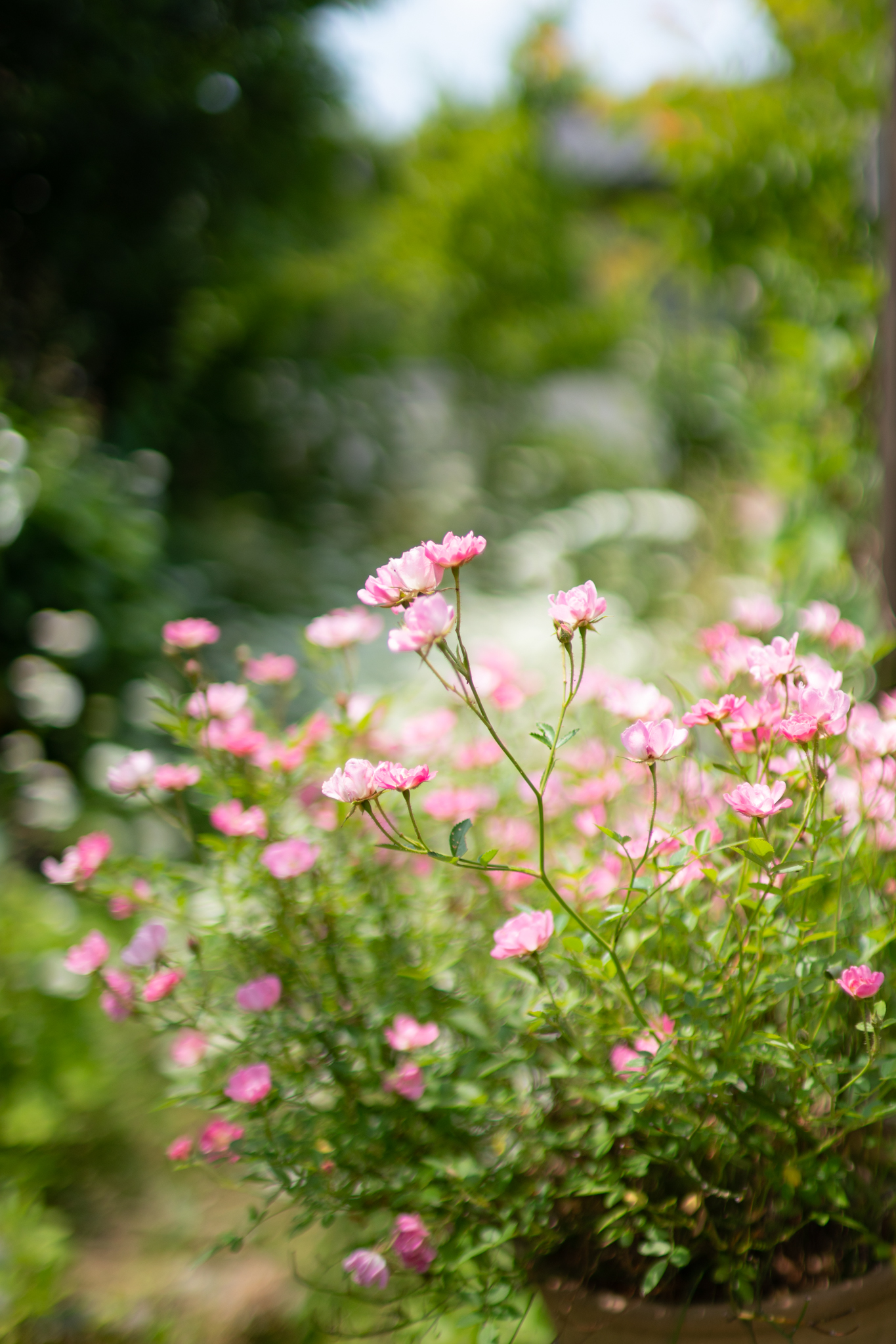 小さな花が散らばるように咲くミニバラ 光と風と薔薇と