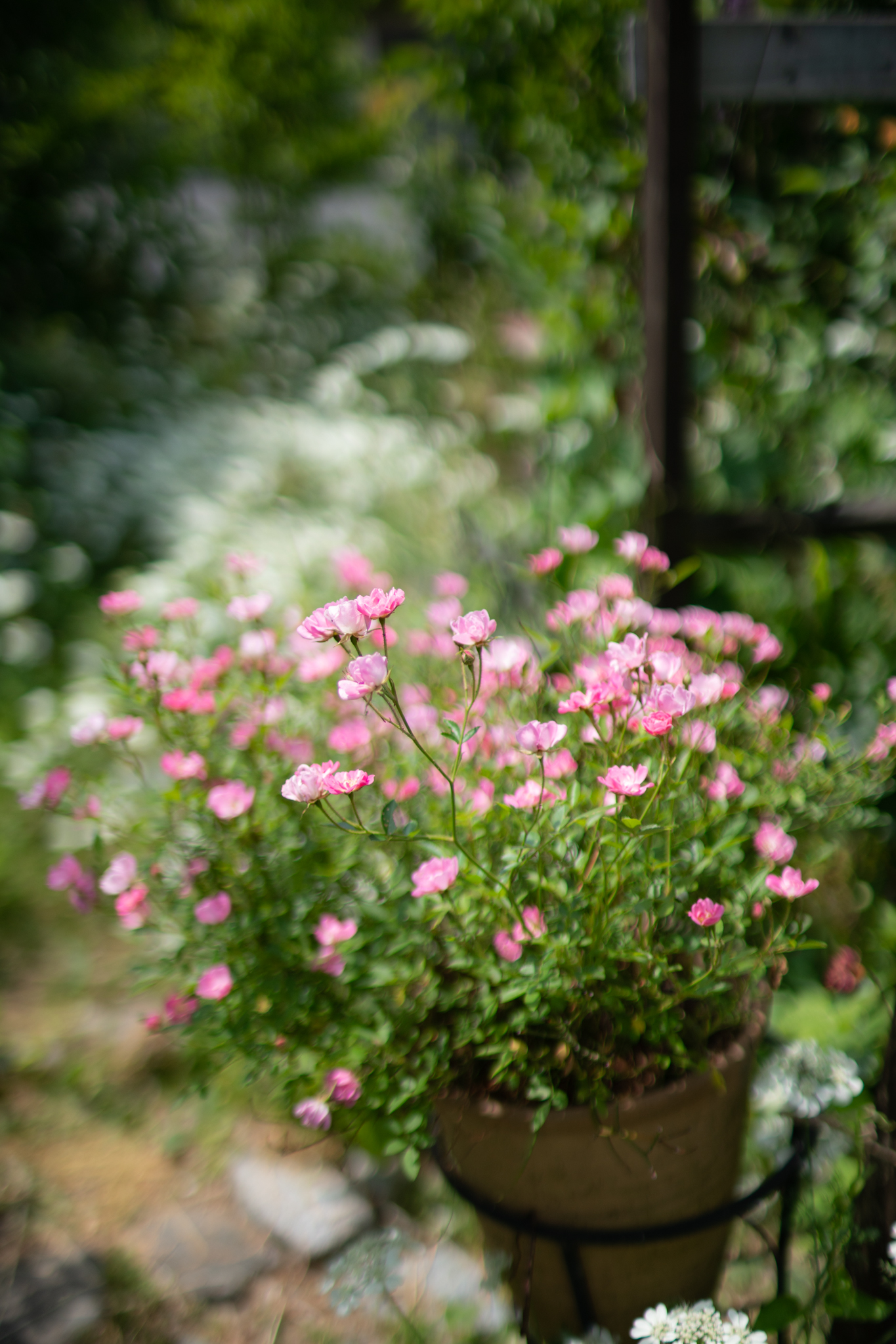 f:id:Paradisia:20190605135938j:plain f:id:Paradisia:20190605135938j:plain