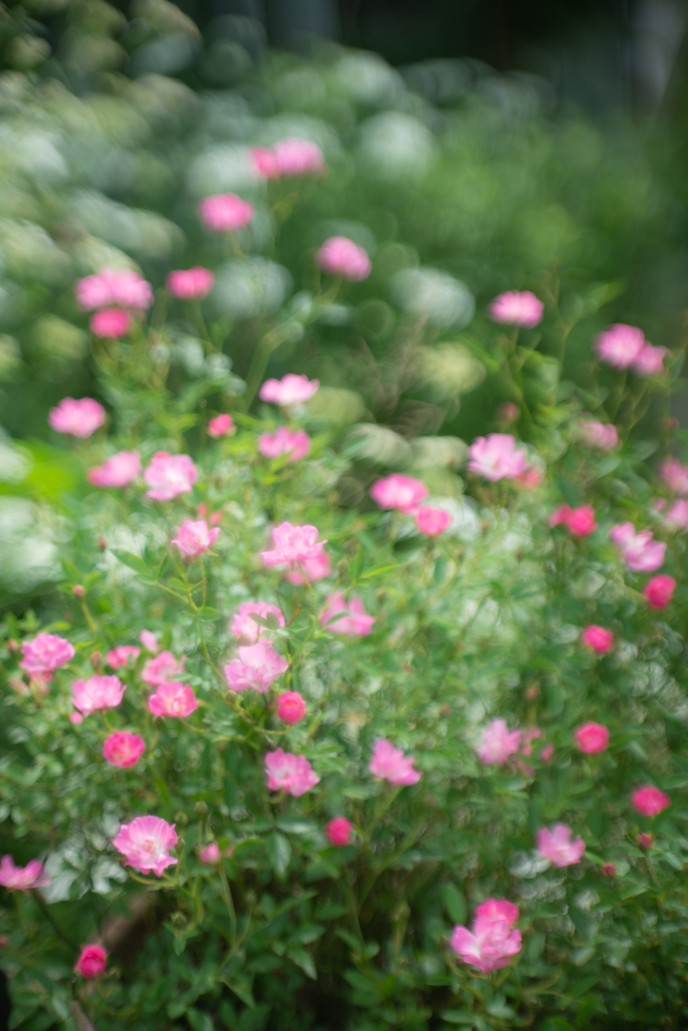 f:id:Paradisia:20190605140034j:plain f:id:Paradisia:20190605140034j:plain