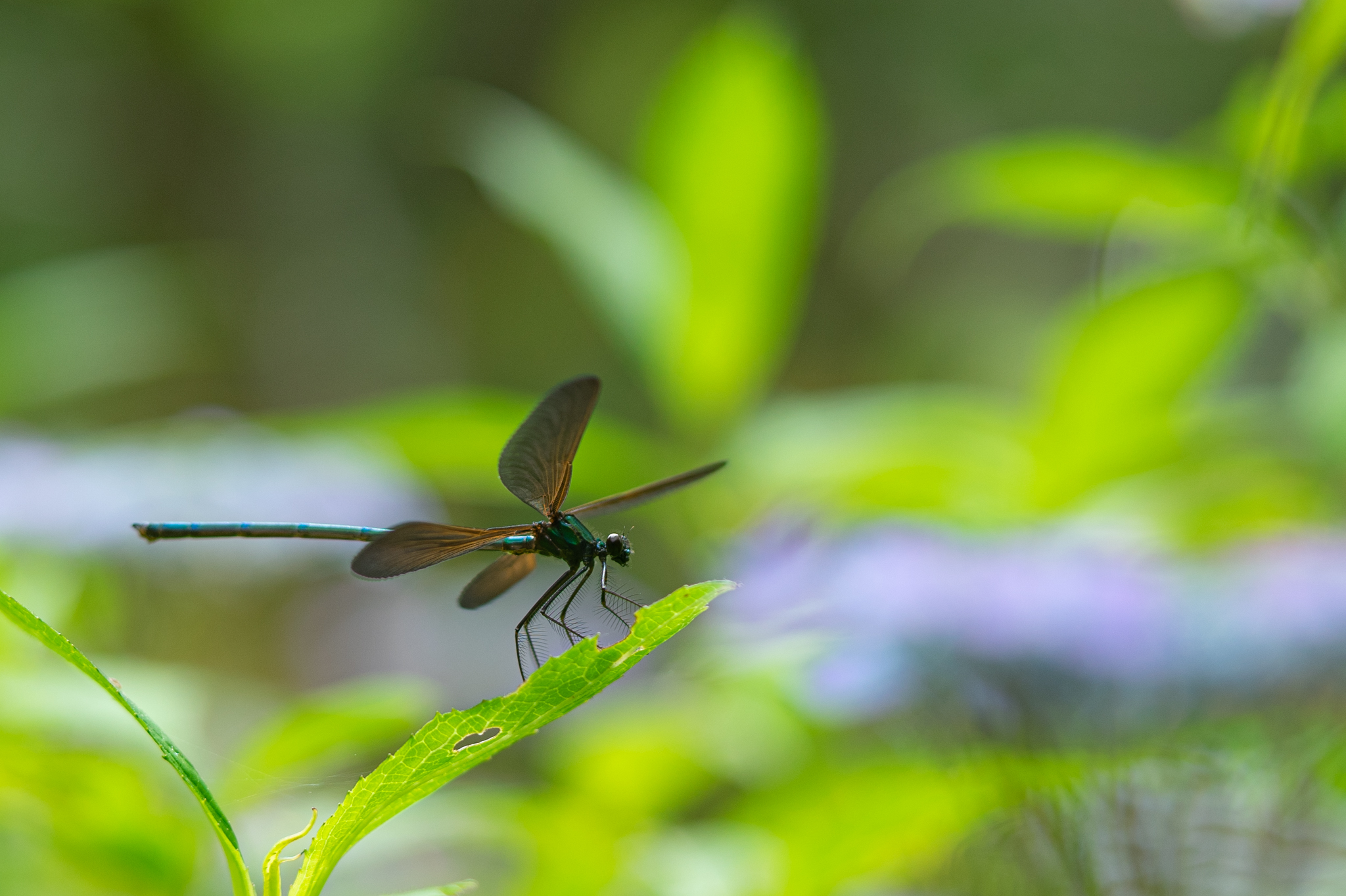 f:id:Paradisia:20190606065400j:plain f:id:Paradisia:20190606065400j:plain