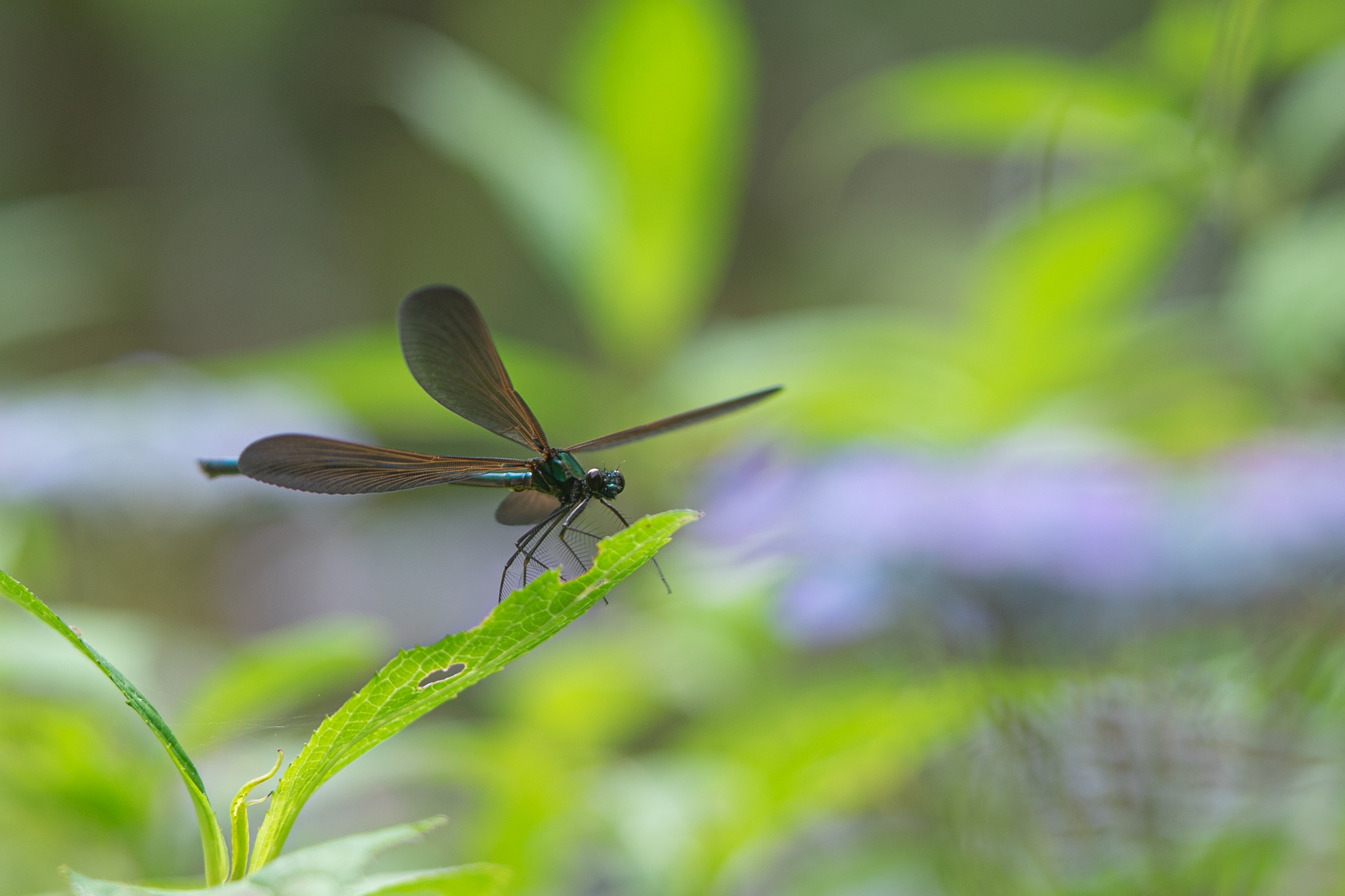 f:id:Paradisia:20190606065421j:plain f:id:Paradisia:20190606065421j:plain