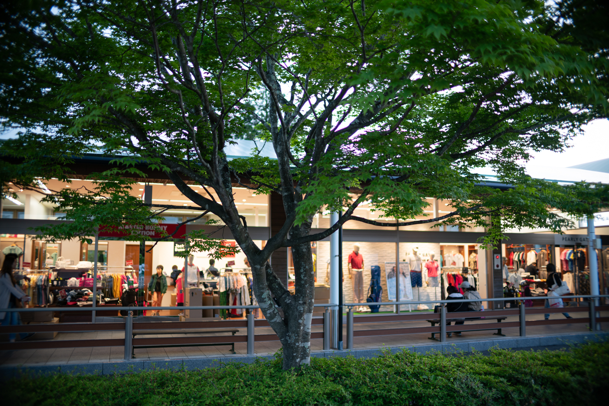 f:id:Paradisia:20190610165647j:plain f:id:Paradisia:20190610165647j:plain